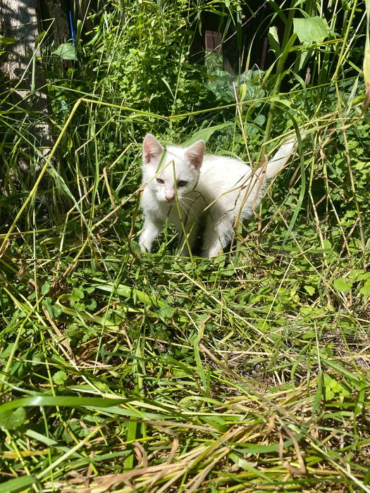 Кошенята шукають сім’ю