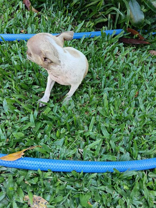 Chihuahua miniatura vacinado