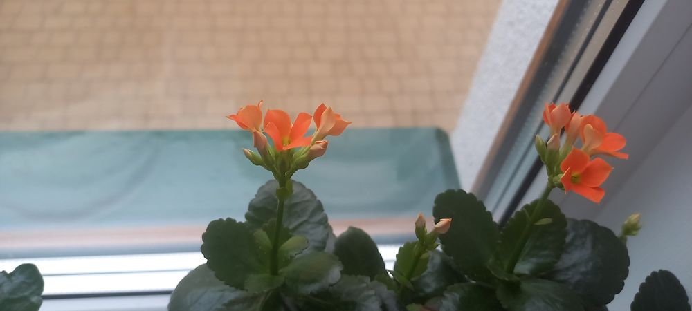 Каланхоє     .        .