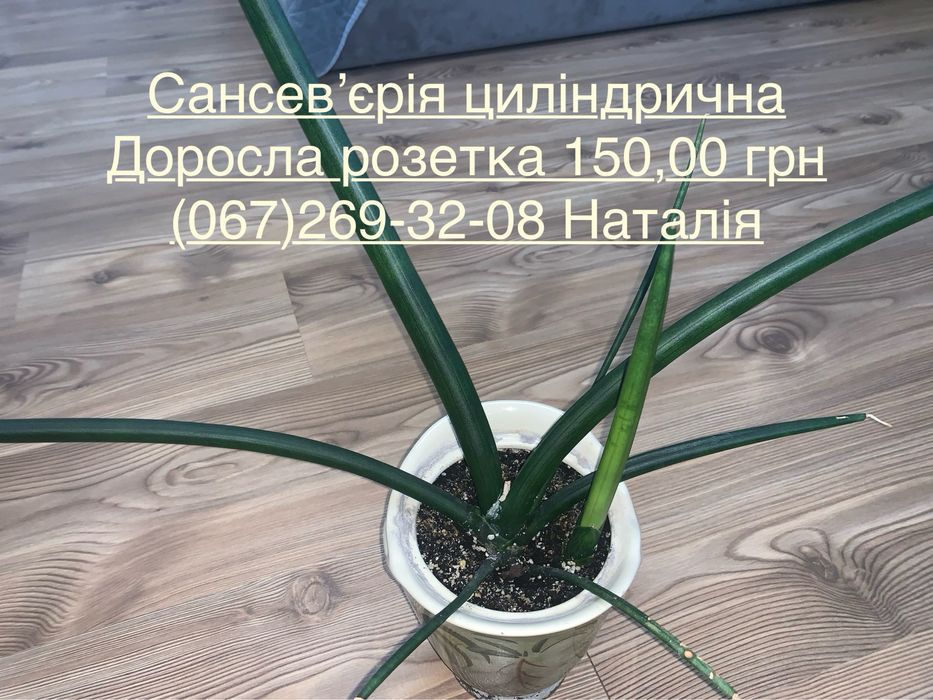 Сансев‘єра види, сансевʼєрія. Сингоніум види.
