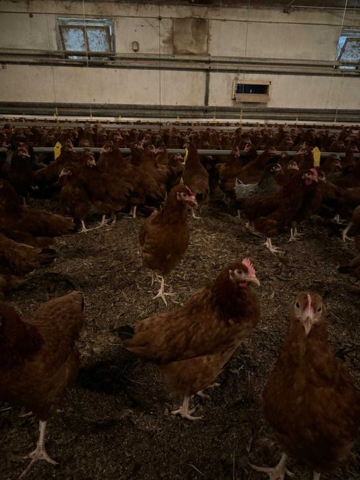 KURY NIOSKI ROSA młode kurki rossa odchowane kura DARMOWY TRANSPORT