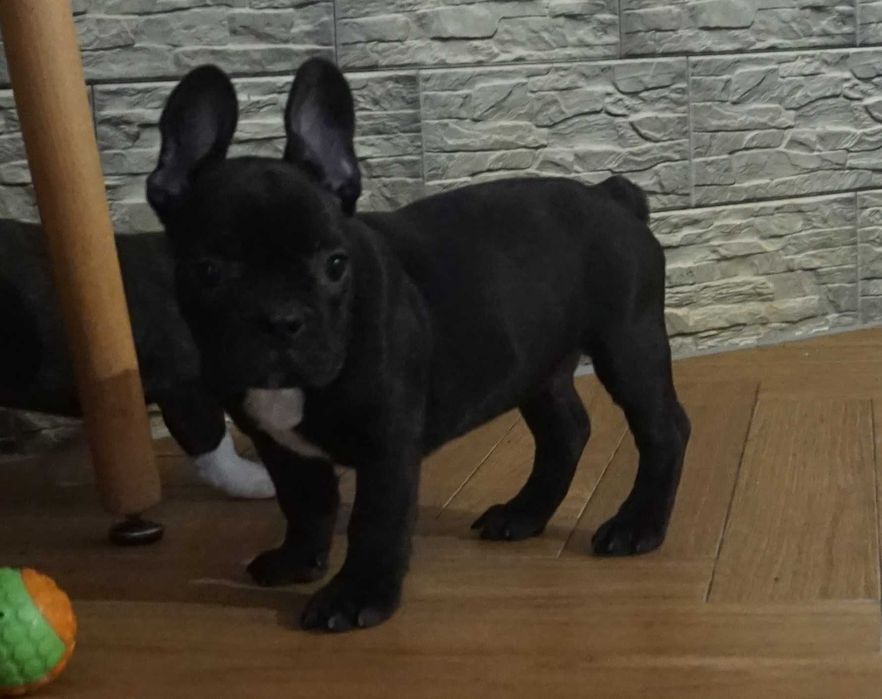 czarny krecik  z białym piesek buldog francuski
