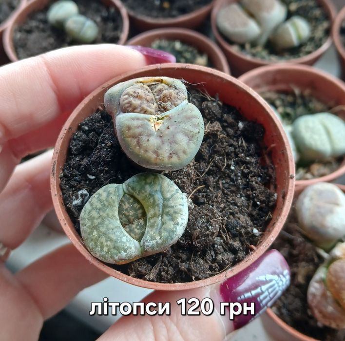 Літопси, сукуленти