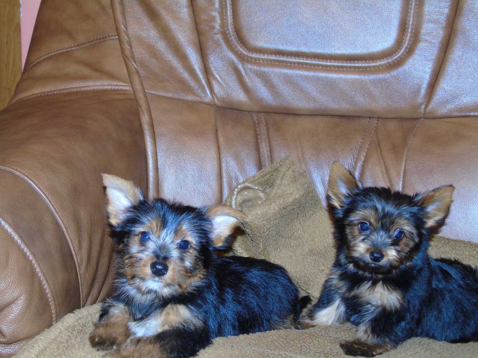 Yorkshire Terrier chłopczyk