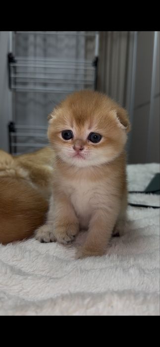 Кошенята шотландської золотої шиншили