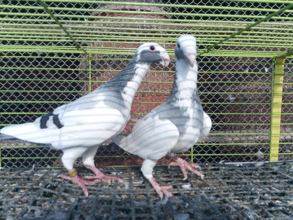 Para niemieckich wystawowych szekuw