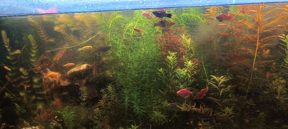 Roślinki do akwarium moczarka