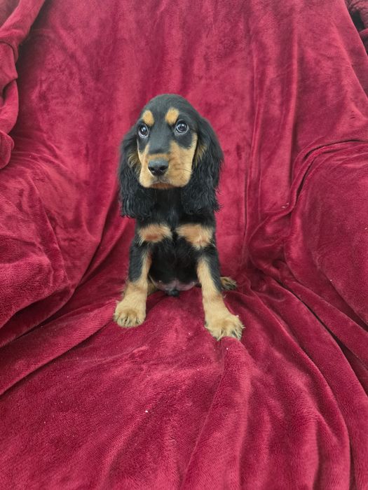 Cocker spaniel fantastico