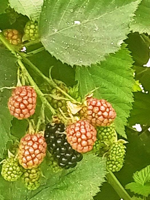 Дом по адресу Люстдорфская дор. (площадь 64,2 м²) - Atlanta.ua - фото 11