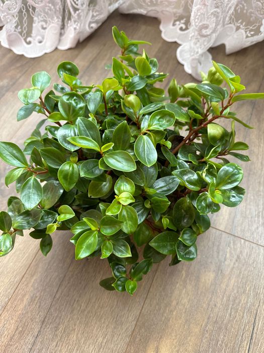 Продается пеперомия