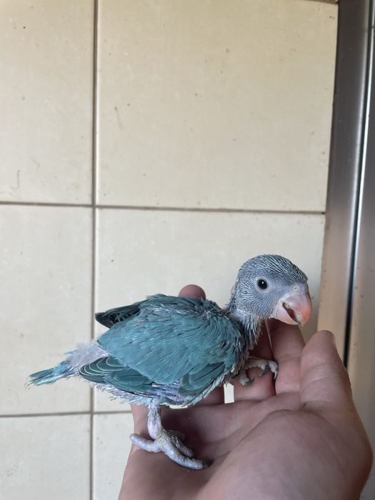 Ring neck AZUL muito MEIGO