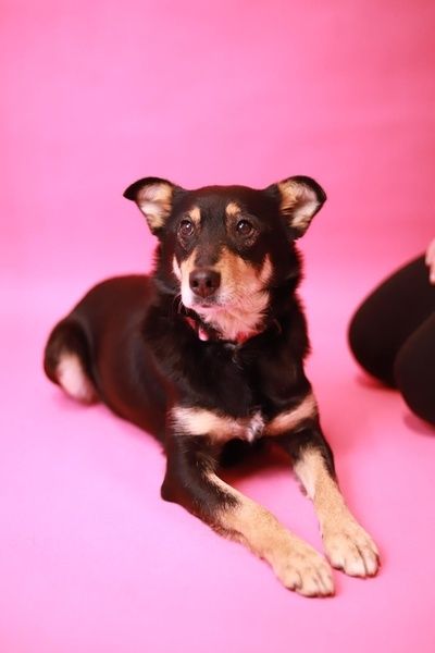 Cudowna, oddana i łagodna sunia poleca się do pokochania