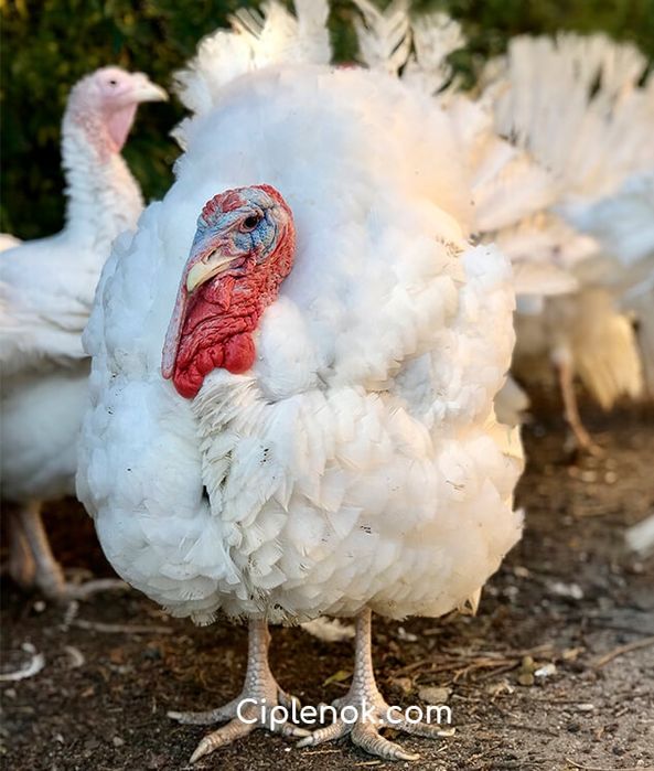 Індик біг -6 та корм