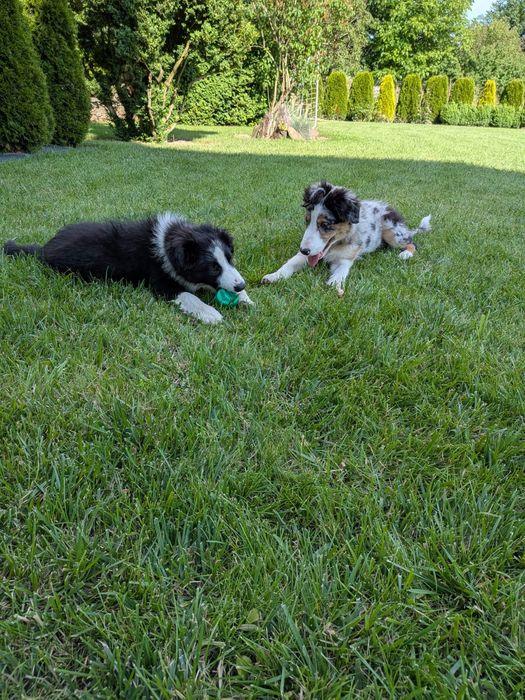 Piesek Border Collie