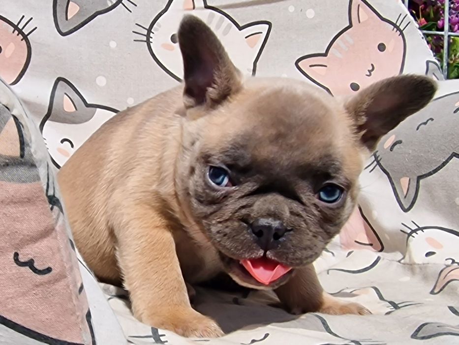Buldog Francuski