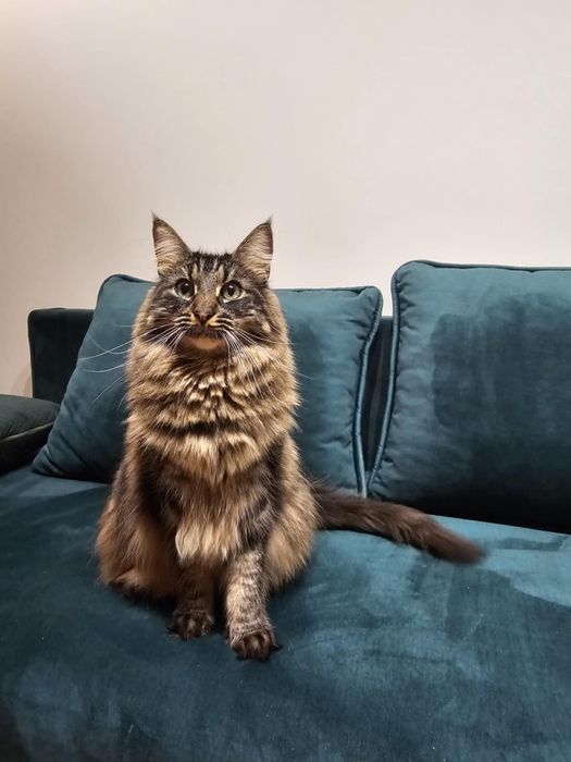 Kot Henryk uroczy przytulas