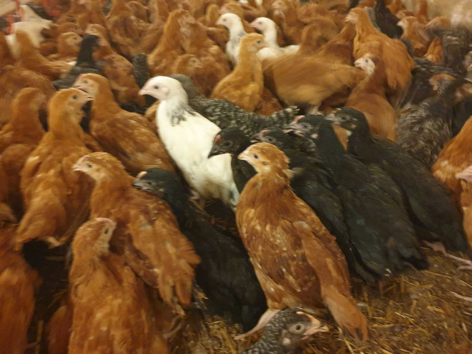 Kurki kokoszki nioski Rosa kolorowa na wybieg odchowana