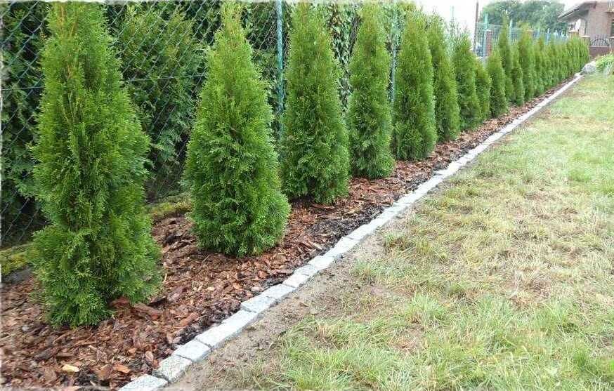 Tuja Szmaragd  100  120  140 donica 5l  DOSTAWA