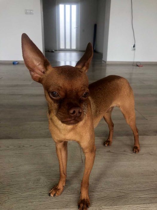 Той тер'єр шукає пару