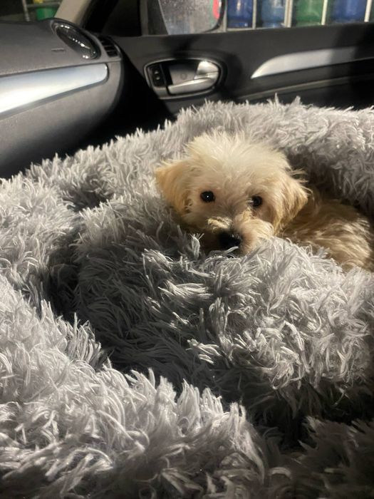 Odchowany chłopiec  XS Maltipoo cudowny charakter kocha dzieci