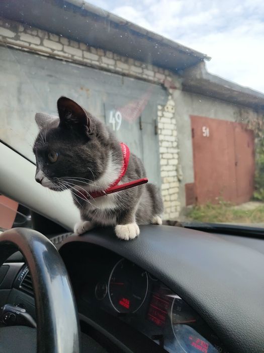 Віддам в добрі руки кошеня