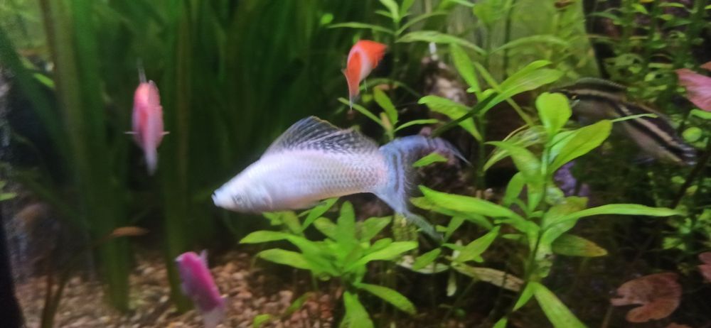 molinezje black moli, calipso, żółto czarna