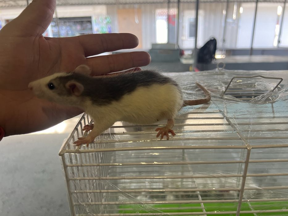 Черно-белая крыска ДАМБО (очень ручные)