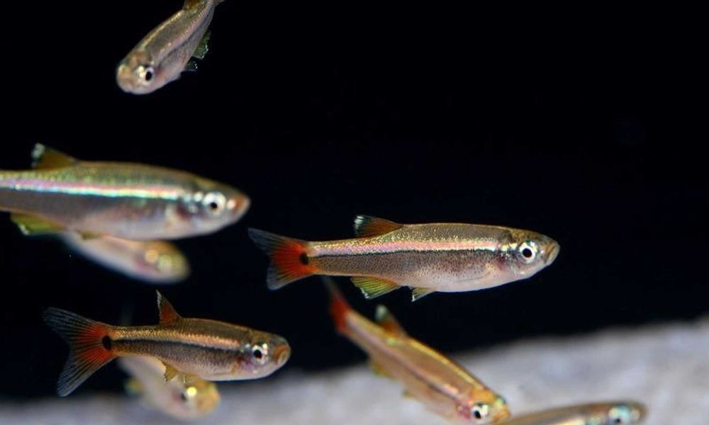 Kardynałek chiński - Tanichthys albonubes - dowozimy, wysyłamy