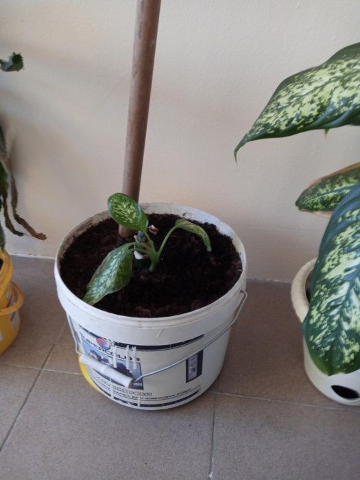 Диффенбахия домашняя