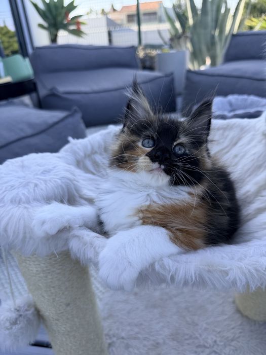 Gatinha Maine Coon tricolor
