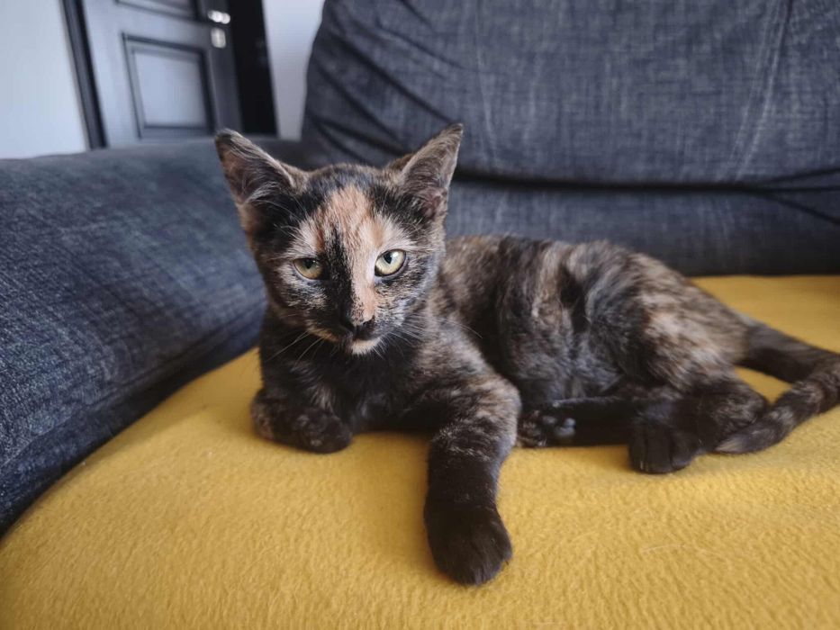 Młodziutka Grażka szuka domu