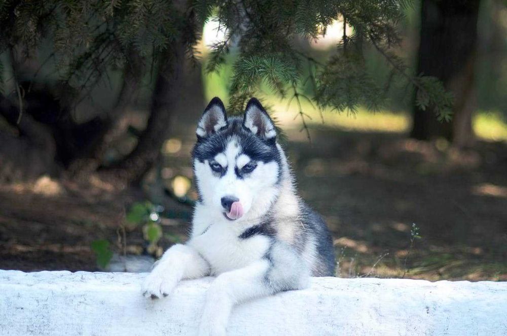 Кобель сибирский хаски. КСУ. Вязка