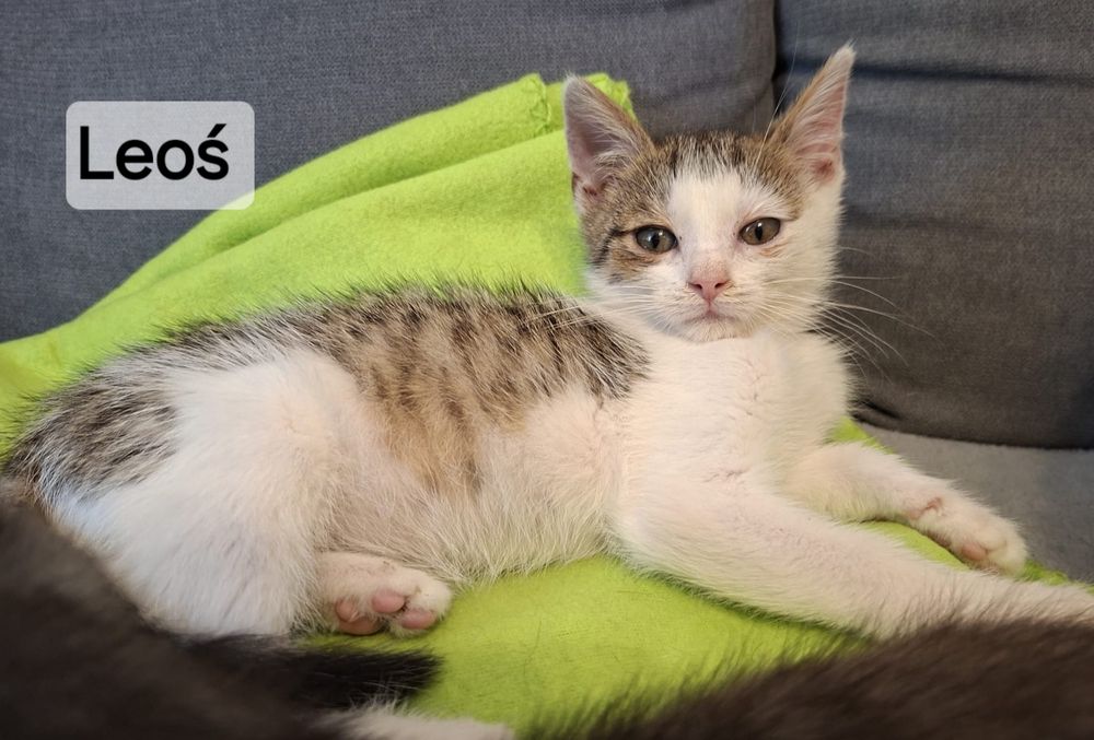 12 tygodniowe kociaki do adopcji.