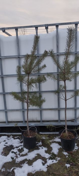 Сосна  чорна Pinus Nigra