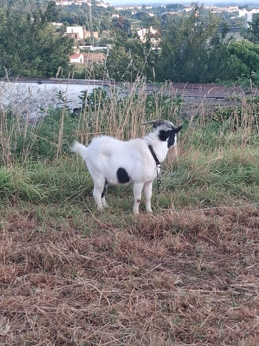 Bodes Micro Anão