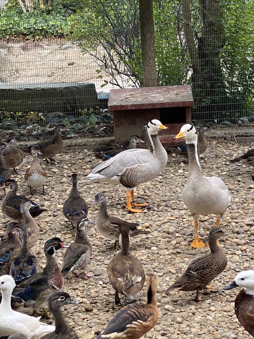 Gansos do indico adultos prontos a reproduzir