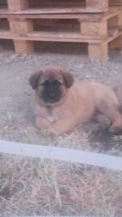 Cães para adoção responsável