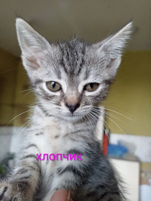 кошенята шукають родину