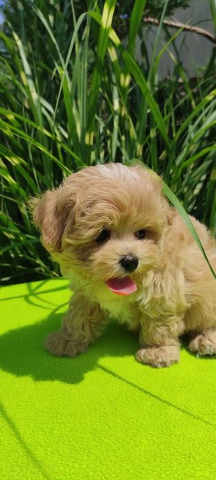 Maltipoo szczeniaczek z certyfikatem