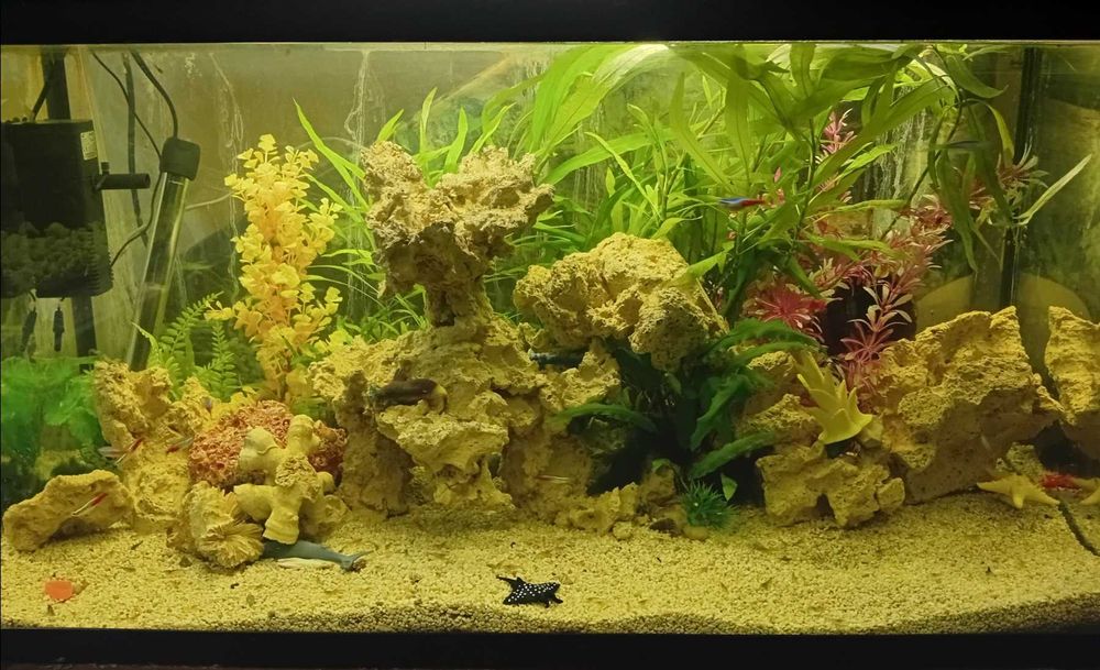 Акваріум з різними видами риб, рослин, креветок функціонує без світла