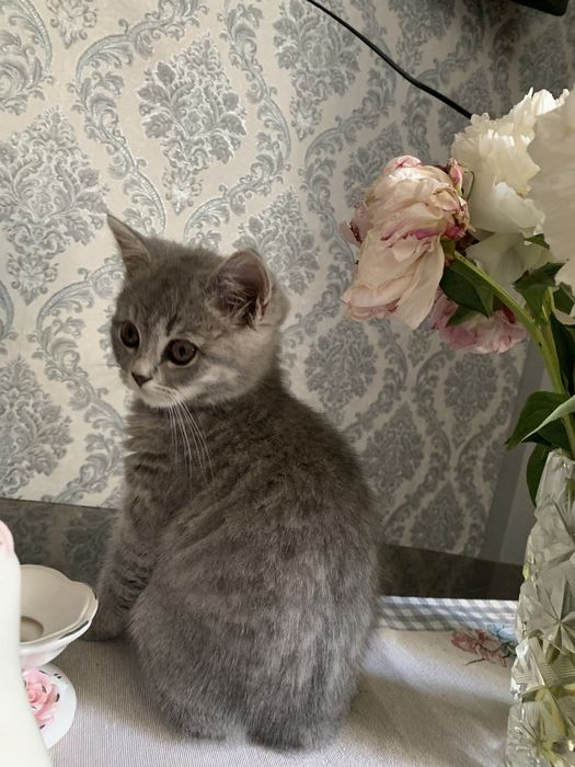 Продається Лілова Британка