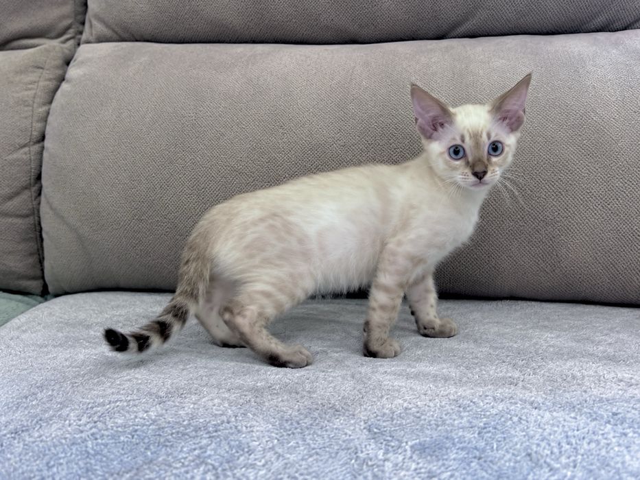 Gatinho bengal cor seal snow olhos azuis cLOP e vacinas