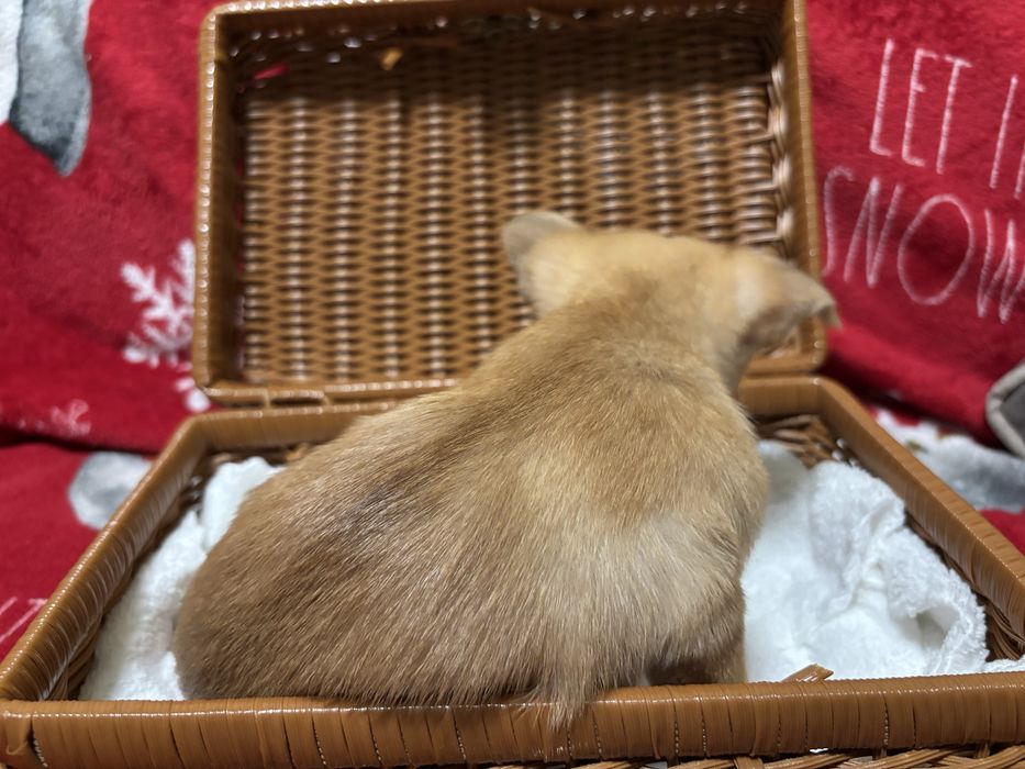 Прекрасні Чіхуахуа