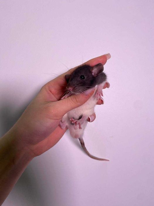 дамбо, щурики пацючки ручні, маленькі щуренята