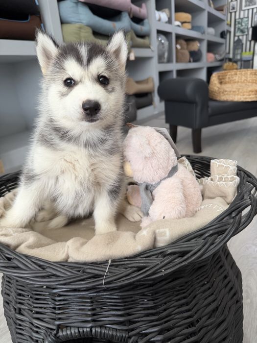 Husky  femea fantastica