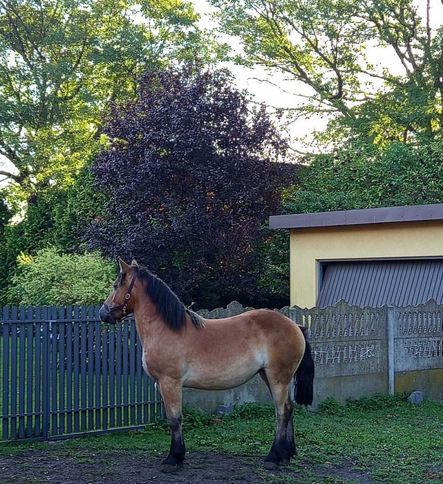 Źrebica zimnokrwista