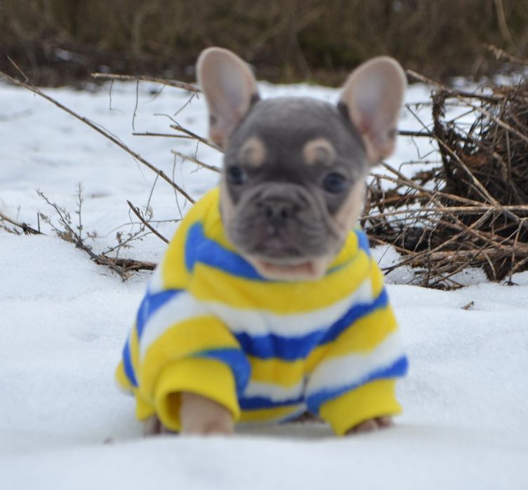 Дівчинка.   Французька квітка