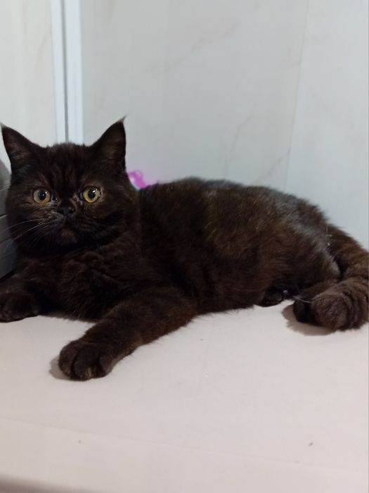 Kotka egzotyczna, krótkowlosy pers