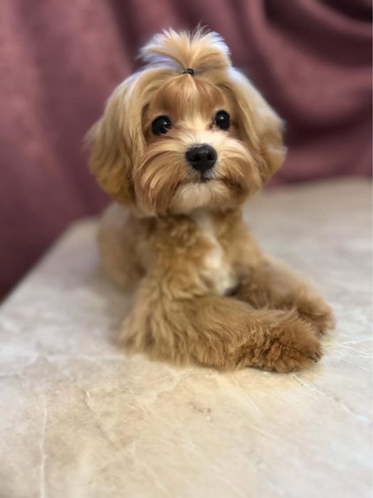 цуценята мальтипу