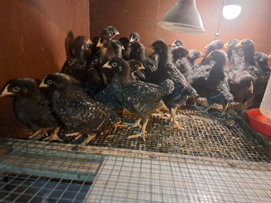 Kurczaki kur niosek Dominant Jarzebaty same kurki 2 tygodniowe